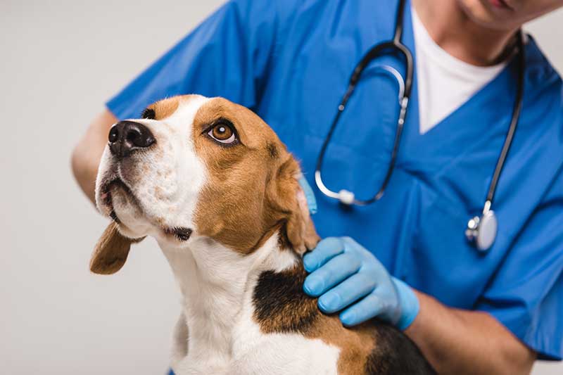 4 responsibilities of a veterinarian